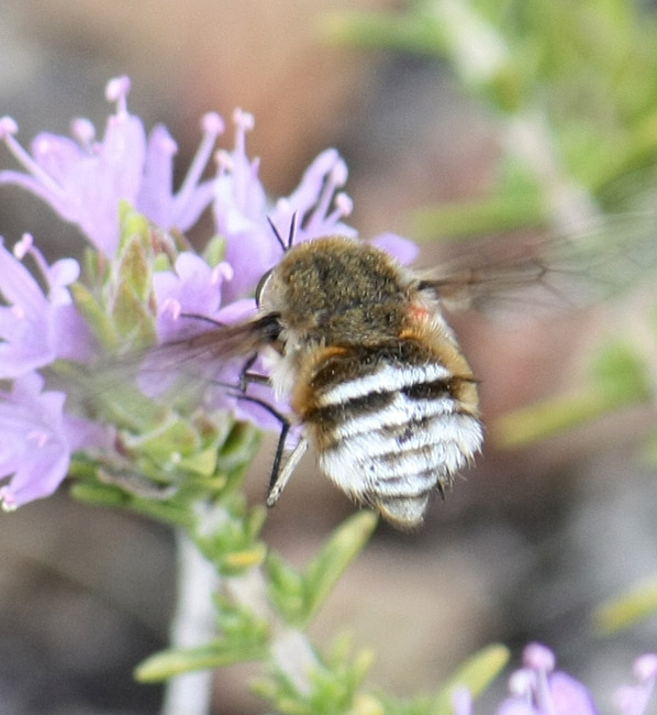 Bombylius